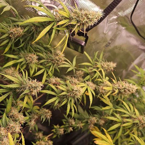 Gorilla Zkittlez growlog timeline photo