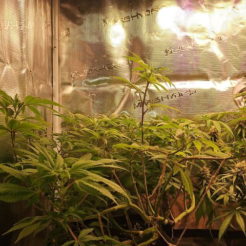 Tropicanna Poison F1 growlog timeline photo