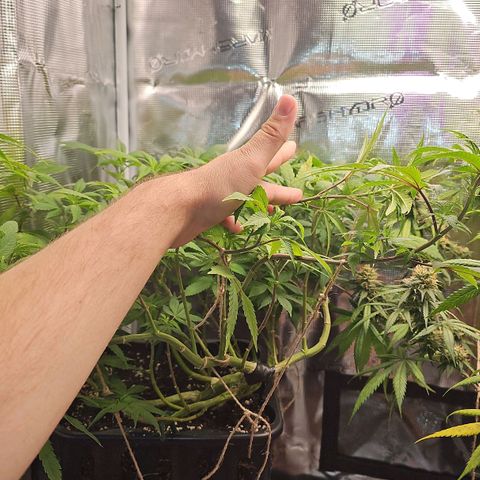 Tropicanna Poison F1 growlog timeline photo