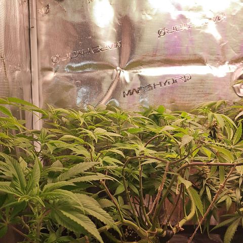 Tropicanna Poison F1 growlog timeline photo