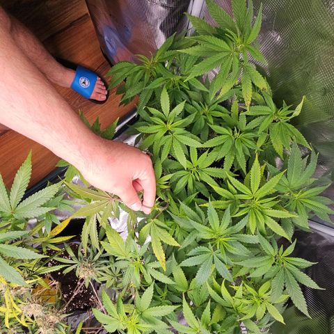 Tropicanna Poison F1 growlog timeline photo