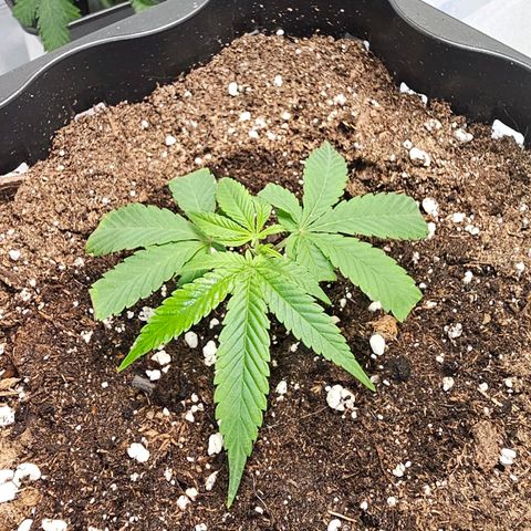 Tropicanna Poison F1 #2 growlog timeline photo