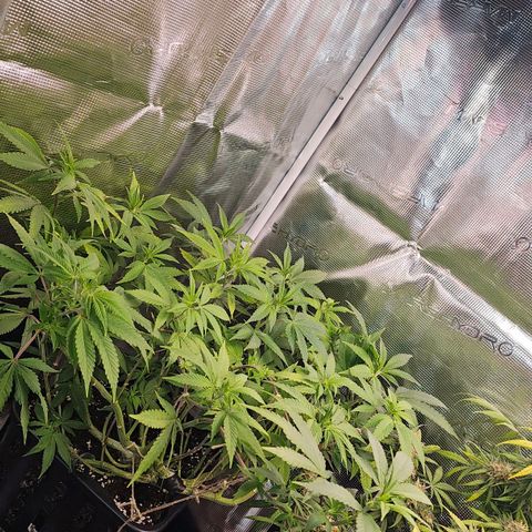 Tropicanna Poison F1 growlog timeline photo