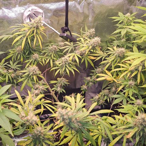 Gorilla Zkittlez growlog timeline photo
