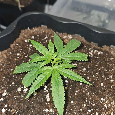 Tropicanna Poison F1 #2 growlog timeline photo