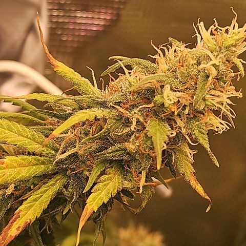 Gorilla Zkittlez growlog timeline photo