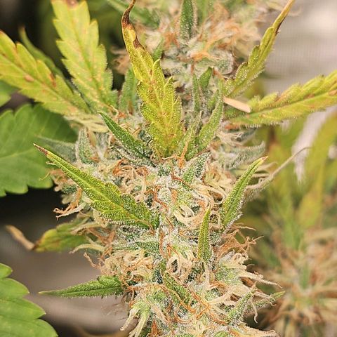 Gorilla Zkittlez growlog timeline photo