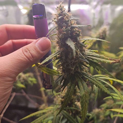 Gorilla Zkittlez growlog timeline photo