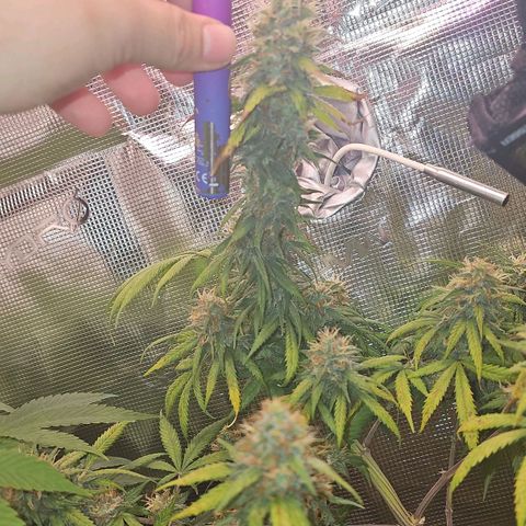 Gorilla Zkittlez growlog timeline photo