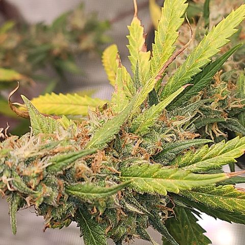 Gorilla Zkittlez growlog timeline photo