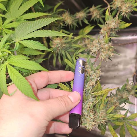Gorilla Zkittlez growlog timeline photo