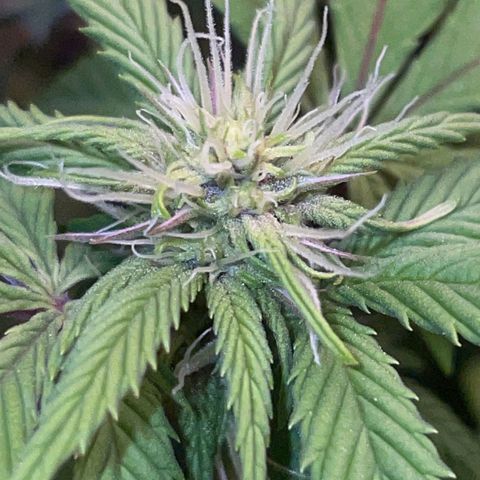 Tropicanna Poison F1 growlog timeline photo