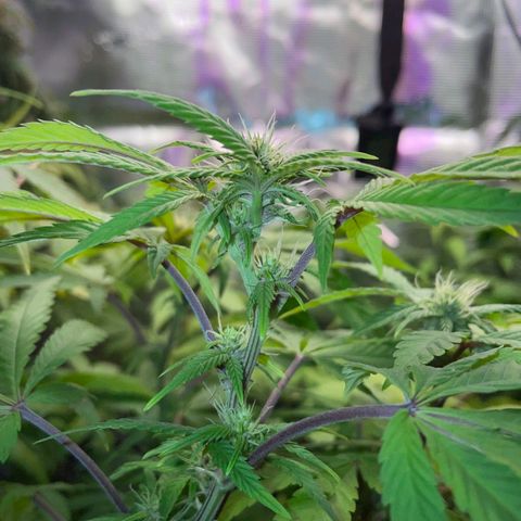 Tropicanna Poison F1 growlog timeline photo