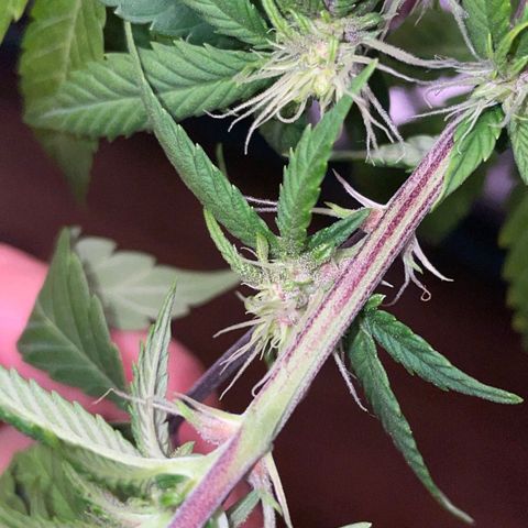 Tropicanna Poison F1 growlog timeline photo