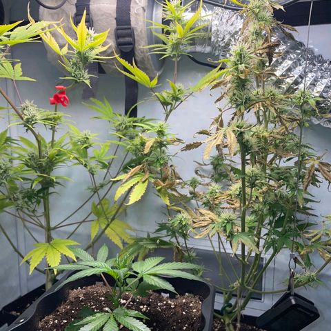 Tropicanna Poison F1 #2 growlog timeline photo
