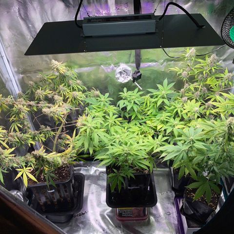 Gorilla Zkittlez growlog timeline photo
