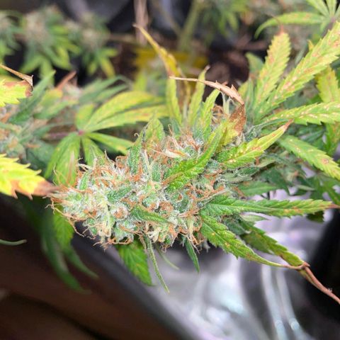 Gorilla Zkittlez growlog timeline photo