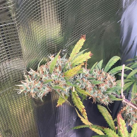Gorilla Zkittlez growlog timeline photo
