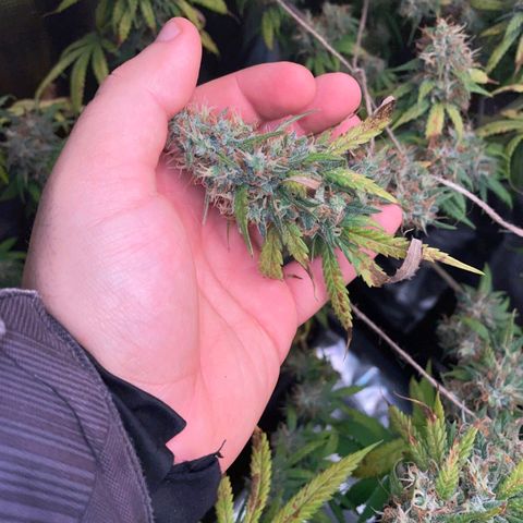 Gorilla Zkittlez growlog timeline photo