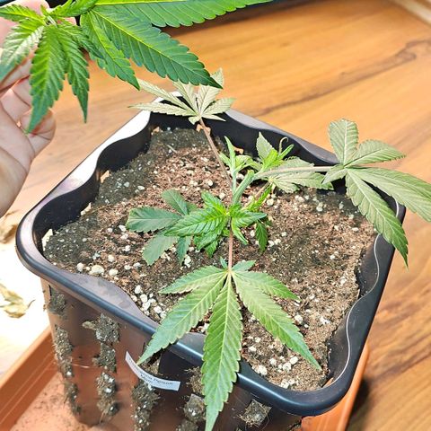 Tropicanna Poison F1 #2 growlog timeline photo