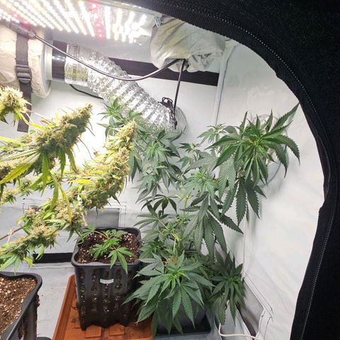 Tropicanna Poison F1 #2 growlog timeline photo