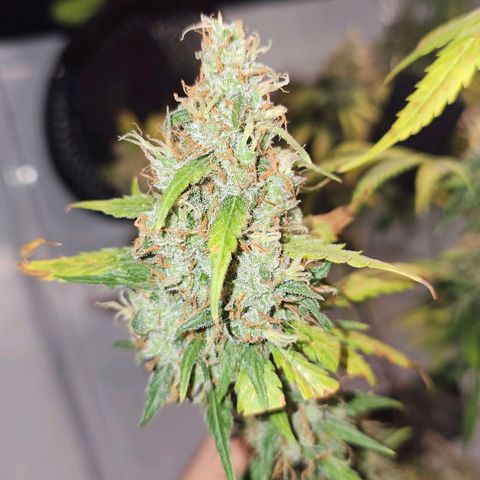 Gorilla Zkittlez growlog timeline photo