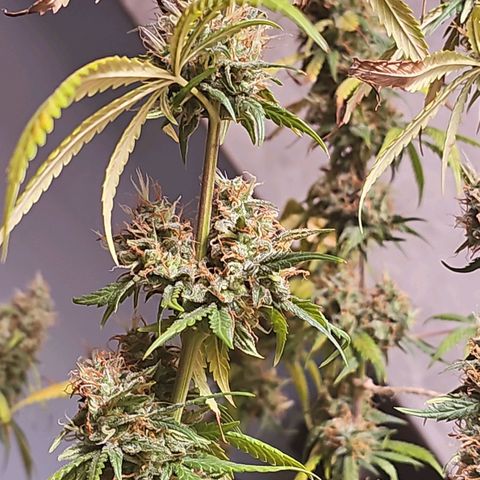 Gorilla Zkittlez growlog timeline photo
