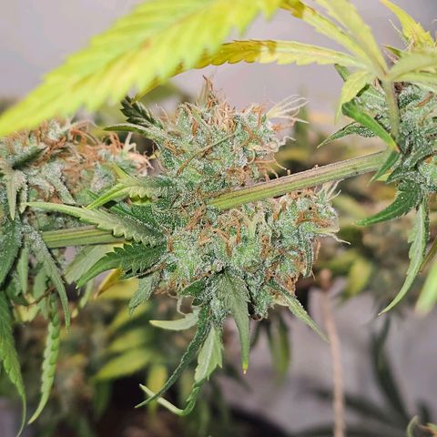 Gorilla Zkittlez growlog timeline photo