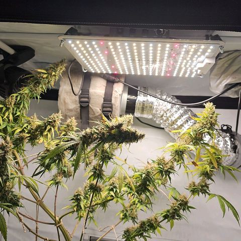 Gorilla Zkittlez growlog timeline photo