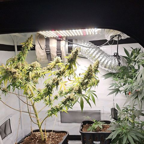 Gorilla Zkittlez growlog timeline photo