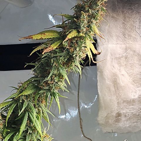 Gorilla Zkittlez growlog timeline photo