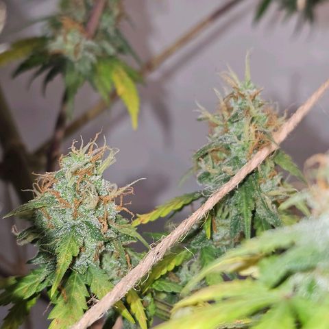 Gorilla Zkittlez growlog timeline photo