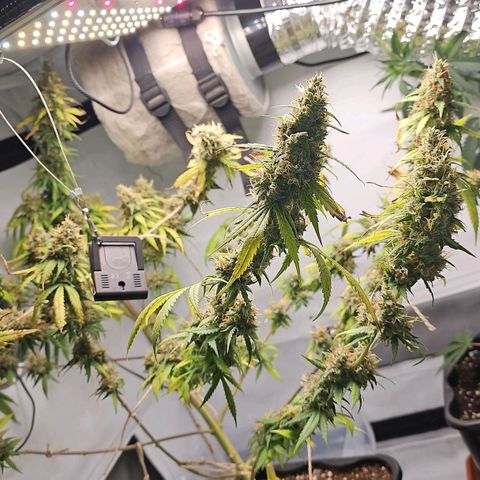 Gorilla Zkittlez growlog timeline photo