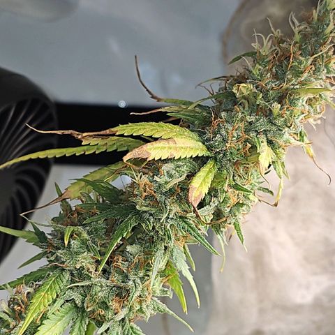 Gorilla Zkittlez growlog timeline photo