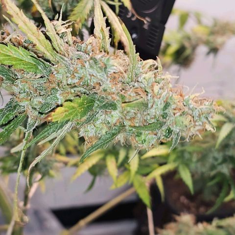 Gorilla Zkittlez growlog timeline photo