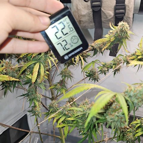 Gorilla Zkittlez growlog timeline photo
