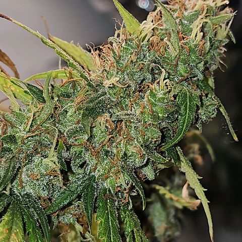 Gorilla Zkittlez growlog timeline photo