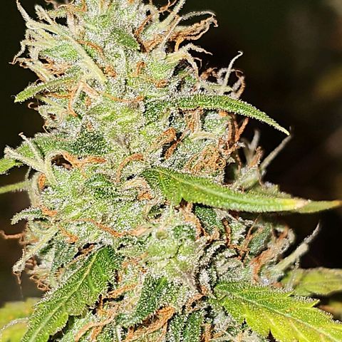 Gorilla Zkittlez growlog timeline photo