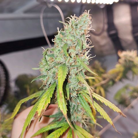 Gorilla Zkittlez growlog timeline photo