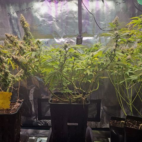 Tropicanna Poison F1 growlog timeline photo