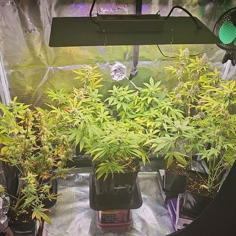 Tropicanna Poison F1 growlog timeline photo