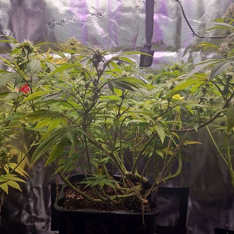 Tropicanna Poison F1 growlog timeline photo