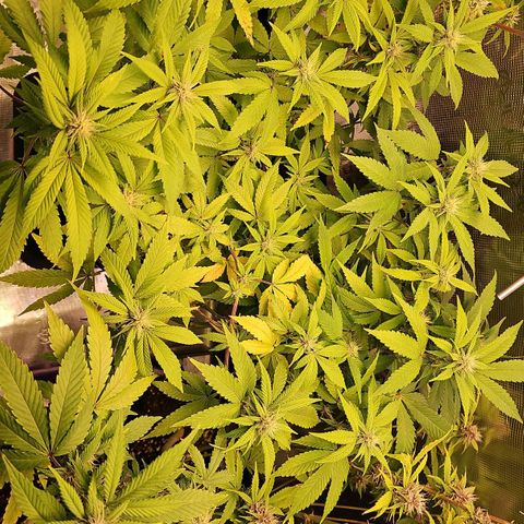 Tropicanna Poison F1 growlog timeline photo