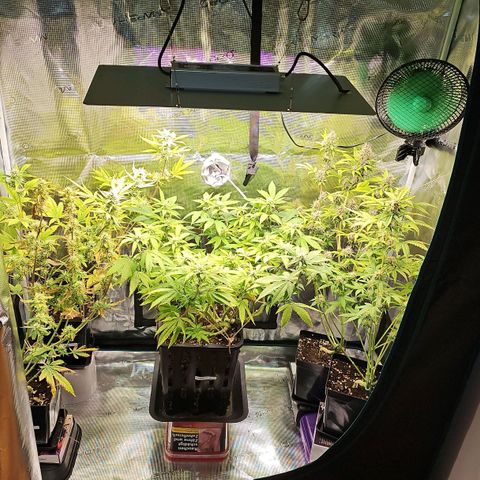 Tropicanna Poison F1 growlog timeline photo