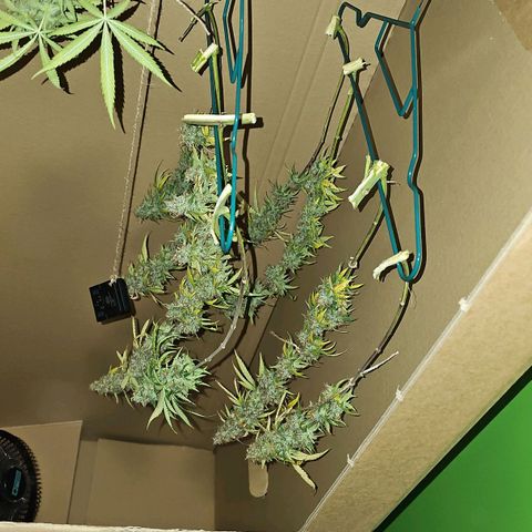 Gorilla Zkittlez growlog timeline photo