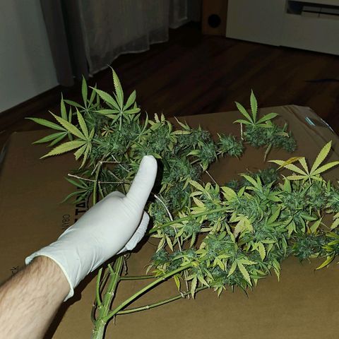 Gorilla Zkittlez growlog timeline photo