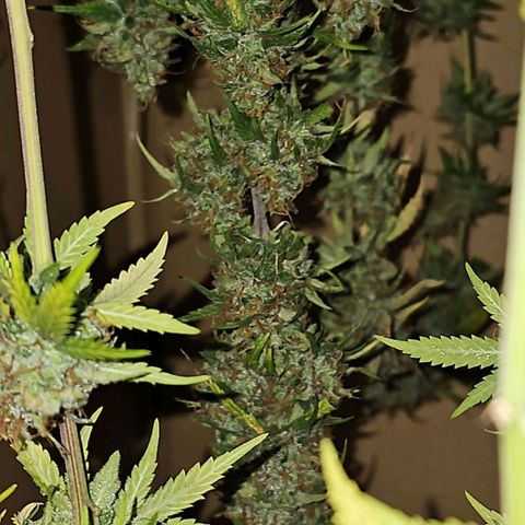 Gorilla Zkittlez growlog timeline photo