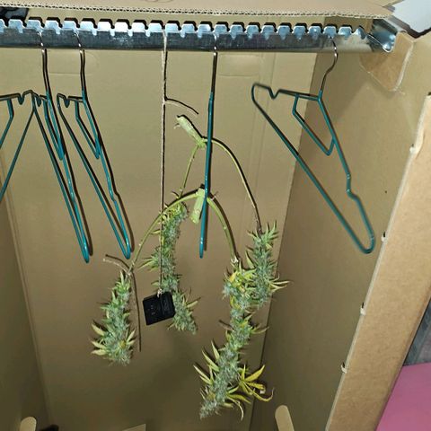 Gorilla Zkittlez growlog timeline photo