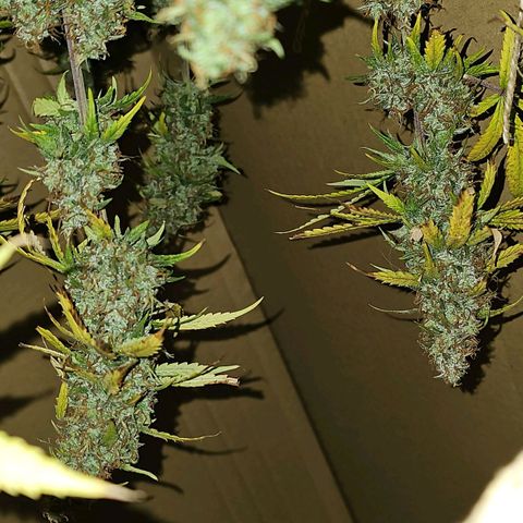 Gorilla Zkittlez growlog timeline photo
