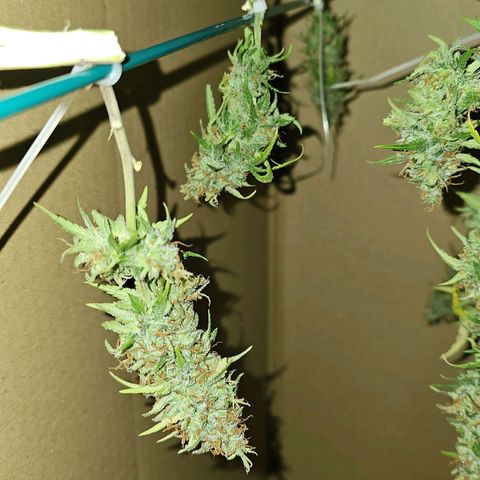 Gorilla Zkittlez growlog timeline photo